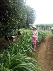 ai旅游系列之吃货的世界和同学去摘葡萄有美女哦奔腾b50论坛汽车之家论坛