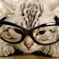 猫戴眼镜头像高冷可爱