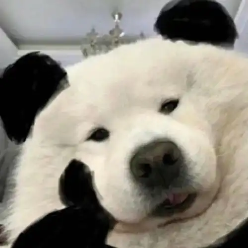 可爱搞怪头像你与星光一样浪漫