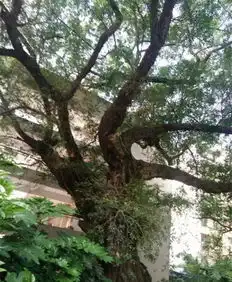 赣州这些百年榕树,你见过几棵