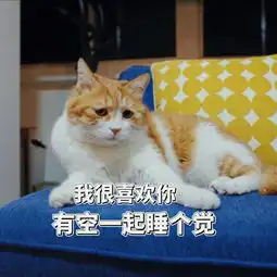 每日吸猫净化灵魂