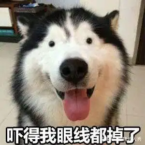 二哈跑到笼里关上门,气得想把自己关禁闭,网友绝对是纯种