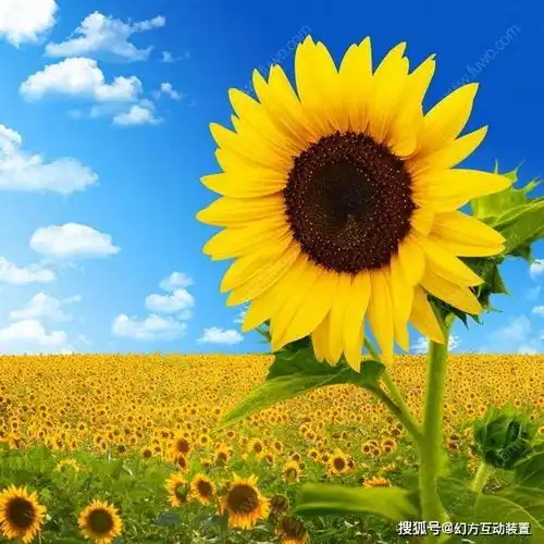 有表情的向日葵,感受不一样的美