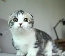 qq头像女生用的猫