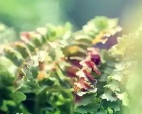 一棵树测出你的性格,你会选择哪棵呢