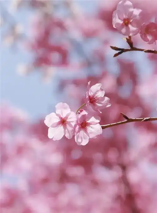 绝美花果山樱花美图新鲜出炉