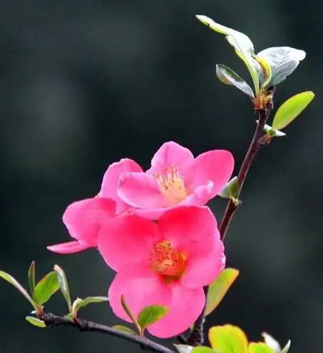 下周开始,4属相鸿运八方来,生意兴隆,财源滚滚,生活富足美满