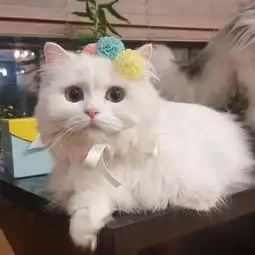 眼力见差,总是爱偷懒的星座