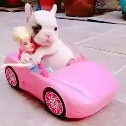 搞怪的头像