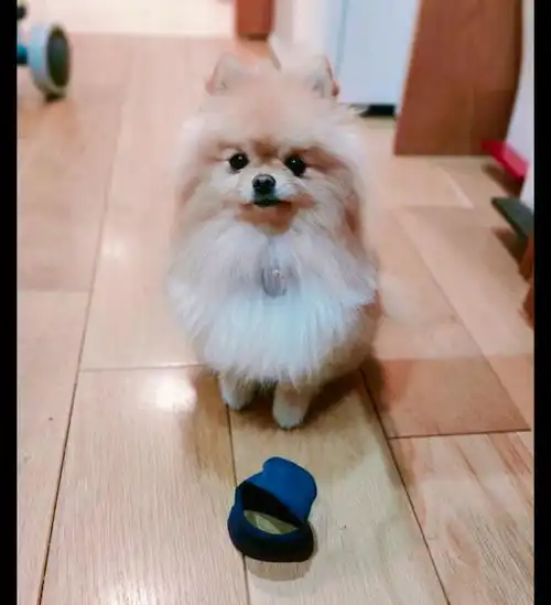 将博美的头发扎起来后,它的头瞬间变小了,发量着实令人羡慕啊