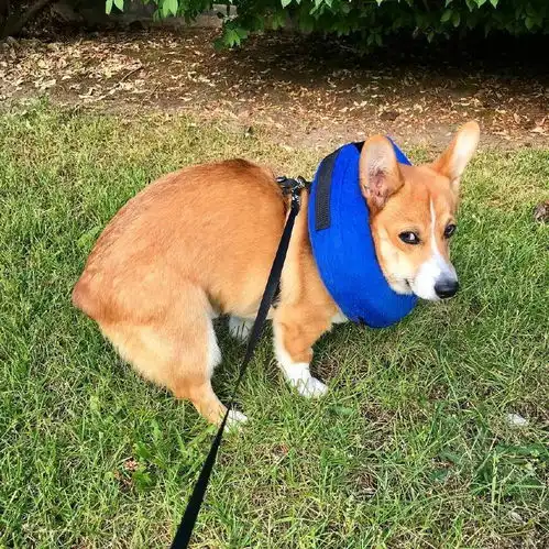 华懋宠物医院遛狗牵绳,随身带纸,从现在开始做一名有素质的文明养犬人