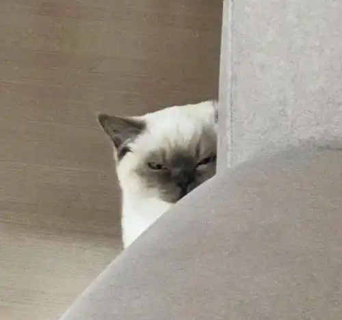 再次强调,别用这种猫当头像