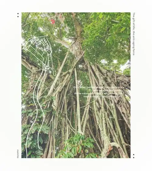 瓦努阿图一棵榕树