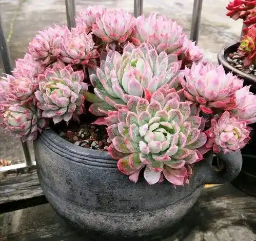 趁着秋天,给多肉换换土,加上新的泥炭土,生长速度更快花盆多肉植物网易订阅