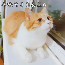 每日吸猫净化灵魂