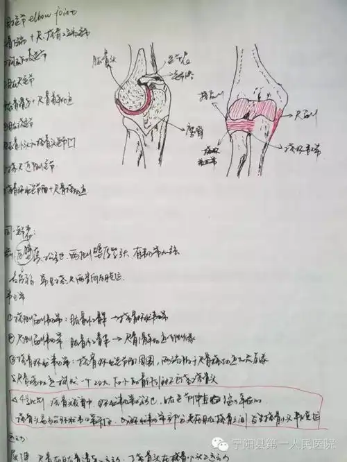 厉害了妹子大二女生解剖学笔记惊艳走红