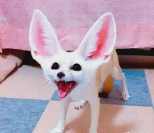 女子800买了一只布偶猫,收到货却后悔了,网友这比猫还贵