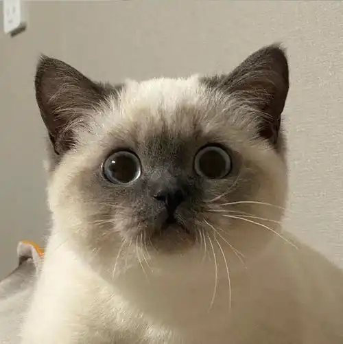 卡哇伊猫咪头像来喽