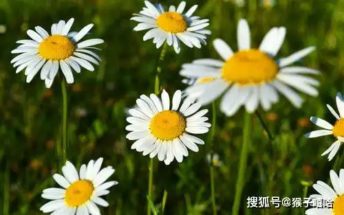 生日尾数是几的女人,注定是老公的贵人,兴旺家门,聚财纳福