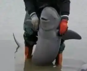 江豚搁浅被解救咧嘴眯眼冲人微笑
