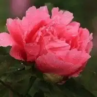 微信花头像粉红色的微信头像图片大全