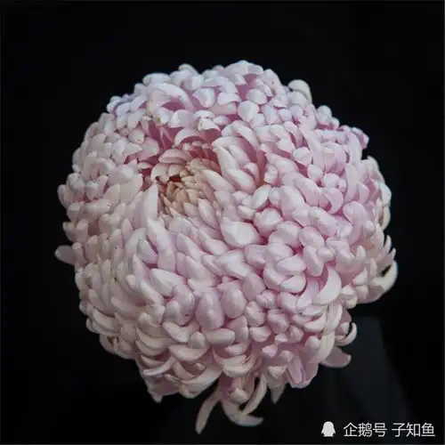 魅力十足,光芒耀眼的星座生活中的女王,在爱情中是个孩子