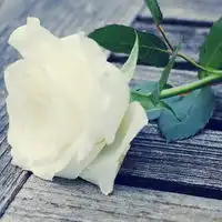 淡雅可爱的小清新动物和小物件个性头像
