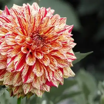 唯美花朵头像好看唯美漂亮大丽花微信花头像图片