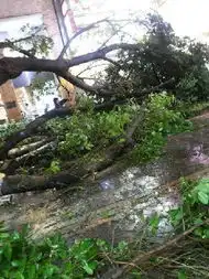 广州北京路步行街一棵大榕树倒踏暂未发现伤亡