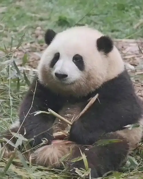 大熊猫霸榜热搜动物园挤得水泄不通,周边产品近七天销量飙升超906