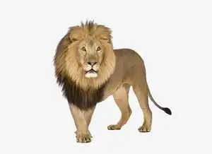 一只凶猛的狮子素材图片免费下载高清图片png千库网图片编号5988377