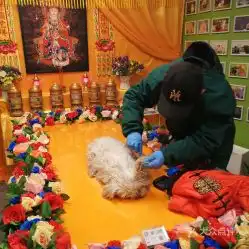 电话,地址,价格,营业时间北京宠物