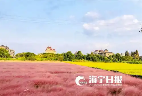 少女心炸裂刷爆朋友圈的粉色网红草,海宁也有只不过
