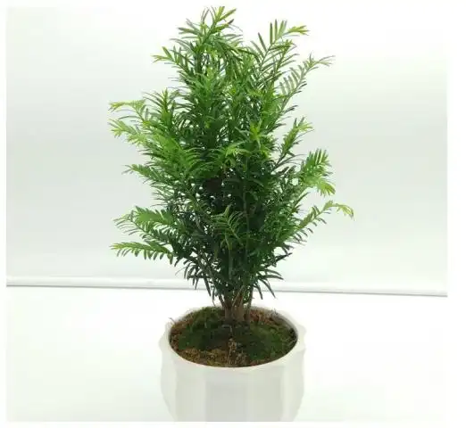 家里别放鱼缸,放点下图的盆栽,不仅好看还养身体,才一包烟钱