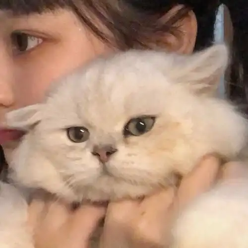 女生头像带动物的女头,欢迎来取