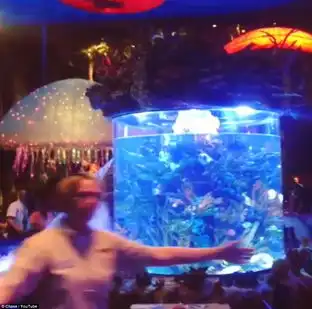 美迪斯尼乐园一餐馆水族箱破裂用餐者惊慌出逃