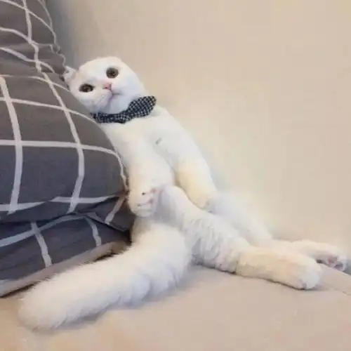 ins头像可爱萌宠头像,搞笑猫狗蠢萌头像