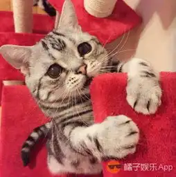 有趣ins上一只长得超委屈的喵星人看得人心都萌化了