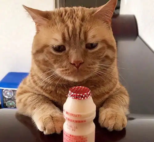 吃不到的忧伤,一只怎么也开心不起来的猫