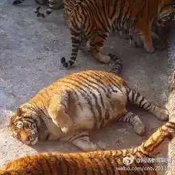 万万没想到,我刚刚在动物园发现了一只假老虎